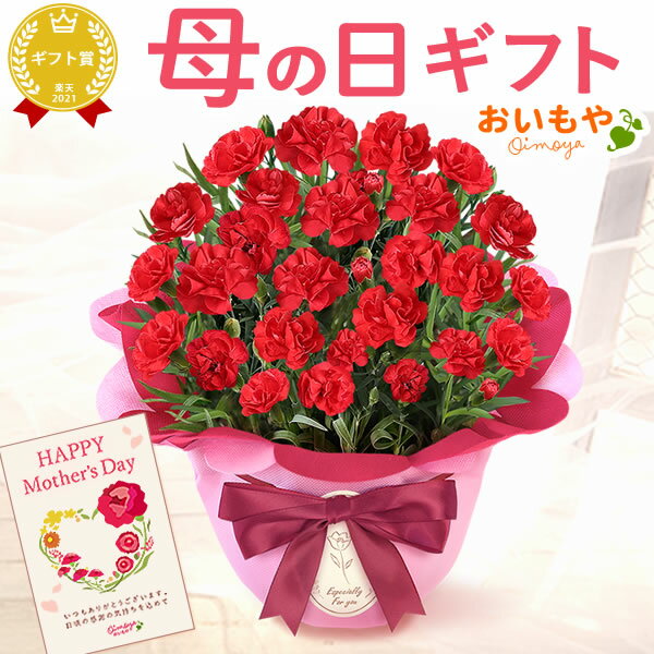 母の日 プレゼント 花 ギフト カーネーション 生花 鉢植え 送料無料 oimoya