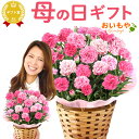 ＼最短翌日お届け！／ 母の日 クーポン プレゼント 花 2023 カーネーション 鉢花 生花 ギフト 鉢植え 送料無料 ギフトセット おいもや