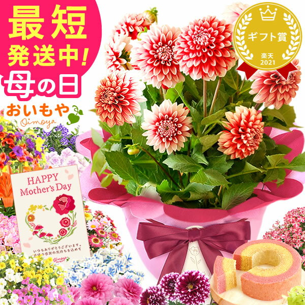 ＼遅れてごめんね！／ 母の日 プレゼント ははの日 花 ギフト 紫陽花 あじさい アジサイ 生花 鉢花 鉢植え 花鉢 ダリア マーガレット ユリ シャクナゲ ペチュニア ベゴニア バーベナ ジャスミン 送料無料 スイーツ お菓子 洋菓子 ギフトセット おいもや