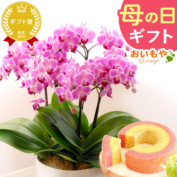＼週末限定★ポイント15倍！／ 母の日 クーポン プレゼント 花 ギフト 胡蝶蘭 蘭 ラン 5本立ち 6号 生花 鉢植え お祝い おしゃれ 可愛い かわいい バウムクーヘン 苺 いちご 送料無料 スイーツ お菓子 洋菓子 楽天ランキング1位 セット おいもやのサムネイル