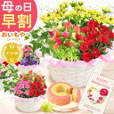 ＼4月27日お値段上がります／ 母の日 早割 プレゼント ははの日 花 ギフト カーネーション 薔薇 バラ カランコエ マーガレット ケイトウ ヘデラ 生花 鉢植え 寄せ植え 編み籠 ポット ミックス 送料無料 スイーツ お菓子 洋菓子 ギフトセット おいもや