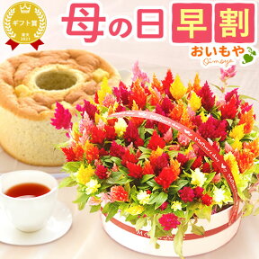 ＼まもなく値段上がります／ 母の日 早割 プレゼント ははの日 花 ギフト ケイトウ シフォンケーキ 鉢花 5号 カラフル 送料無料 スイーツ お菓子 洋菓子 ギフトセット おいもや