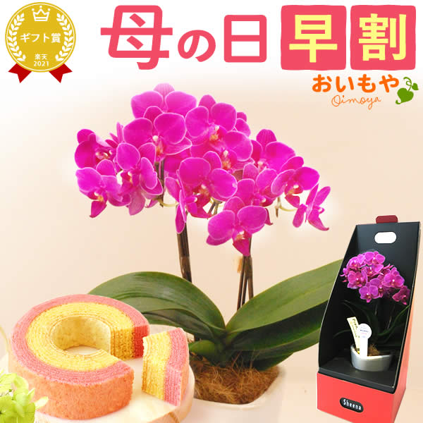 ＼早割ラスト★30日まで！／ 母の日 早割 クーポン プレゼント 花 ギフト 胡蝶蘭 蘭 ラン 鉢花 鉢植え 2本立ち 生花 ピンク キラキラ お祝い おしゃれ 可愛い かわいい バウムクーヘン 苺 いちご 送料無料 スイーツ お菓子 洋菓子 女性向けギフト セット おいもやのサムネイル