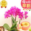 ＼まもなく値段上がります／ 母の日 早割 プレゼント ははの日 花 生花 ギフト 胡蝶蘭 ミディ 蘭 ラン 鉢花 鉢植え 5号 3本立ち 生花 ピンク ピカソ お祝い おしゃれ 可愛い かわいい バウムクーヘン 送料無料 スイーツ お菓子 洋菓子 ギフトセット おいもや