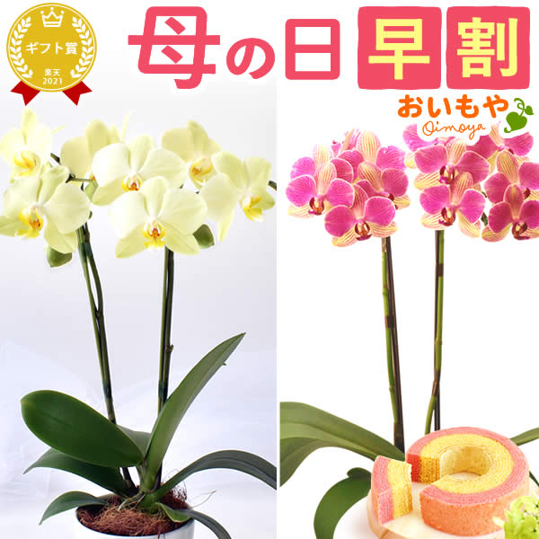 ＼今の早割3日まで！／ 母の日 早割 プレゼント 花 生花 ギフト 胡蝶蘭 ミディ 蘭 ラン 鉢花 鉢植え 生花 2本立ち お祝い おしゃれ 可愛い かわいい バウムクーヘン 苺 いちご 送料無料 スイーツ お菓子 洋菓子 ギフトセット おいもやのサムネイル