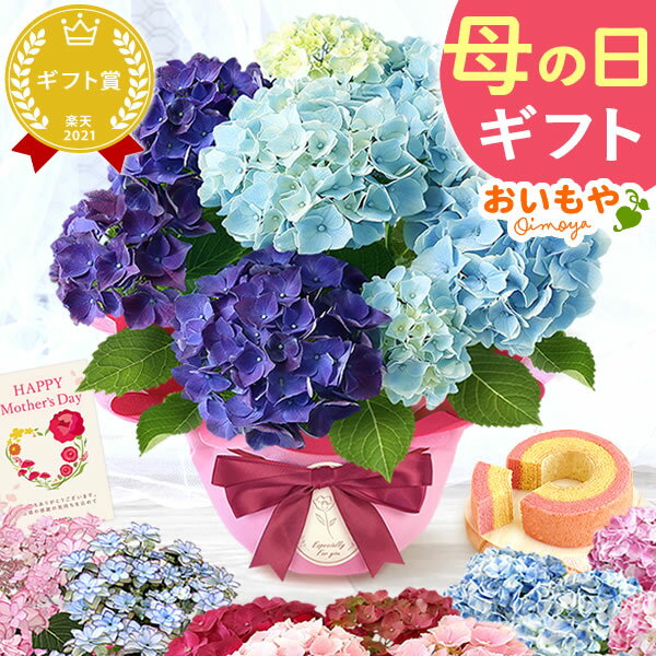＼本日18時に値段上がります／ 母の日 早割 プレゼント 花 生花 ギフト 鉢植え 花鉢 鉢花 あじさい アジサイ 紫陽花 5号 2色 バウムクーヘン おしゃれ 可愛い 希少 送料無料 スイーツ お菓子 洋菓子 ギフトセット おいもやのサムネイル