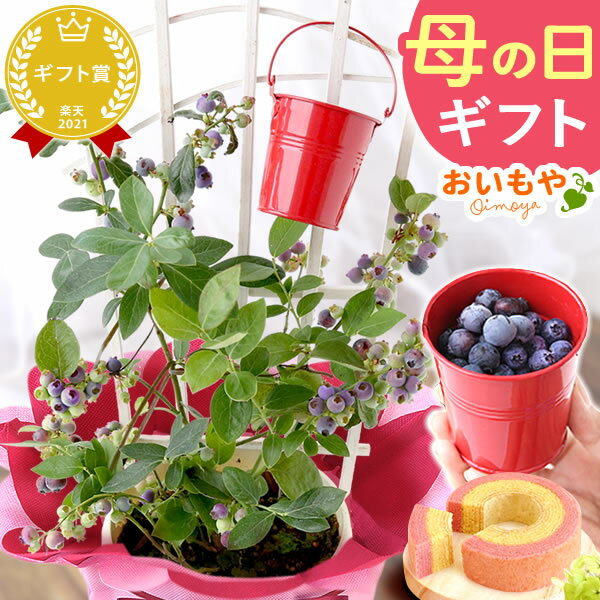 ＼今の早割3日まで！／ 母の日 早割 プレゼント 花 生花 ギフト ブルーベリー ベリー 家庭菜園 苗木 オーガニック ガーデニング フルーツ 果物 鉢植え 希少 フラワーギフト 生花 おしゃれ かわいい 送料無料 スイーツ お菓子 洋菓子 ギフトセット おいもやのサムネイル