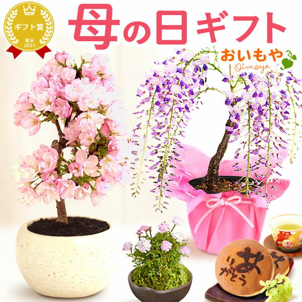 ＼今夜23：59迄★ポイント5倍／ 母の