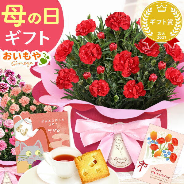 ＼今夜23：59迄★100円クーポン！／ 母の日 まだ間に合う プレゼント 2026 花 生花 カーネーション 鉢植え 鉢花 花鉢 …