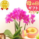 \遅れてごめんね!/ 母の日 プレゼント 花 生花 ギフト 胡蝶蘭 ミディ 蘭 ラン 鉢花 鉢植え 5号 3本立ち 生花 ピンク ピカソ 豪華 お祝い おしゃれ...