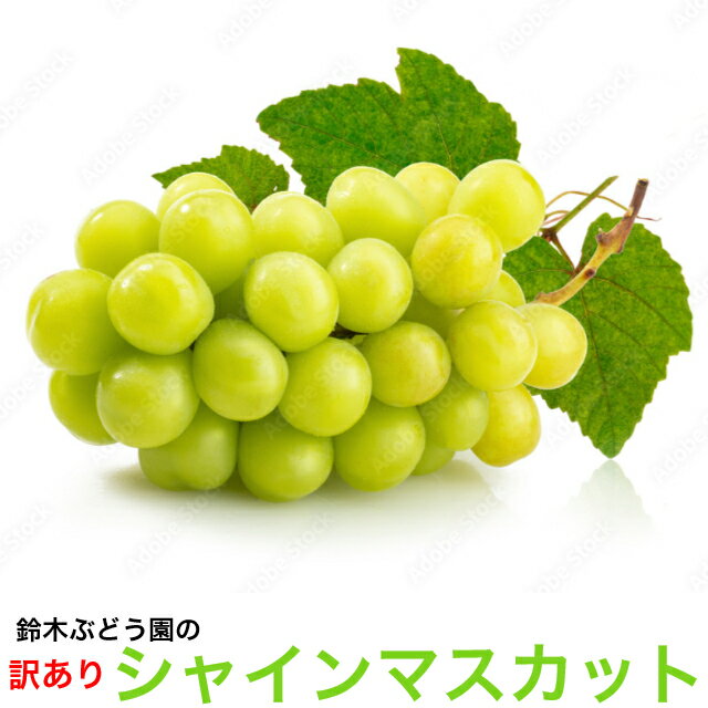 訳あり シャインマスカット ブドウ ぶどう 葡萄 鈴木さんちの訳ありシャインマスカット 約2kg 送料無料 茨城県のサムネイル