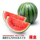   XCJ Mtg cXCJ M`L 1  Z t[c   Yn watermelon