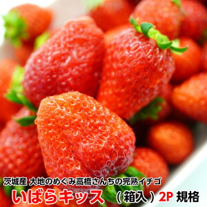 ギフト いちご いばらキッス 2P 送料無料 高橋さんちの イチゴ 苺 フルーツ 完熟 茨城県産 朝採り お取り寄せ