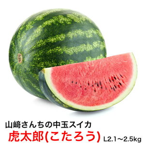 ̵   ե Ϻ L 1   ե롼 븩  ľ watermelon