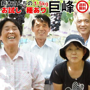 訳あり 種あり 巨峰 ブドウ ぶどう 葡萄 鈴木さんちの訳あり種あり巨峰 約1.5kg フルーツ 送料無料 茨城 自宅用