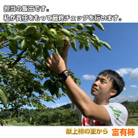 【送料無料】◆皇室献上柿◆完熟特選富有柿