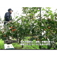 【送料無料】◆皇室献上柿◆完熟特選富有柿L16玉