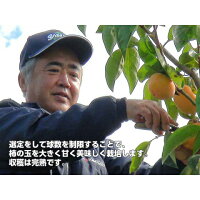 【送料無料】★富有柿L16玉4k箱