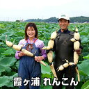 񂱂 Mtg Y񂱂 2kg R @   p Y 錧Y yY Yn lotus root