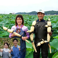【送料無料】霞ヶ浦れんこん2kg箱有機質肥料にこだわって栽培/レンコン(れんこん,蓮根,レンコン,霞ヶ浦れんこん,かすみがうら,有機,お歳暮,歳暮,ギフト),05P04Jul15