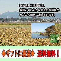 【送料無料】霞ヶ浦れんこん2kg箱有機質肥料にこだわって栽培/レンコン(れんこん,蓮根,レンコン,霞ヶ浦れんこん,かすみがうら,有機,お歳暮,歳暮,ギフト),05P04Jul15