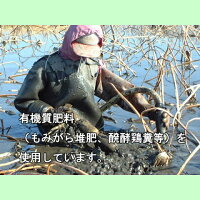 【送料無料】霞ヶ浦れんこん2kg箱有機質肥料にこだわって栽培/レンコン(れんこん,蓮根,レンコン,霞ヶ浦れんこん,かすみがうら,有機,お歳暮,歳暮,ギフト),05P04Jul15