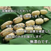 【送料無料】霞ヶ浦れんこん2kg箱有機質肥料にこだわって栽培/レンコン(れんこん,蓮根,レンコン,霞ヶ浦れんこん,かすみがうら,有機,お歳暮,歳暮,ギフト),05P04Jul15
