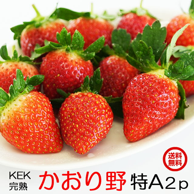 送料無料 ギフト いちご かおり野 大粒 (特A) 2パック イチゴ 苺 贈答用 朝採り 完熟 フルーツ お取り寄せ 茨城のサムネイル