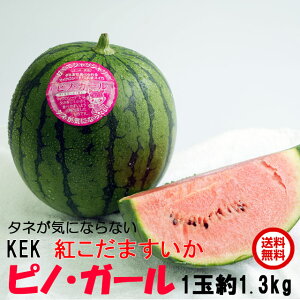 送料無料 小玉 スイカ ギフト 紅こだま西瓜 ピノガール 1玉 約1.3kg すいか 西瓜 茨城 産地直送 watermelon