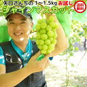 お試し 訳あり シャインマスカット 約1〜1.5kg ブドウ ぶどう 葡萄 お取り寄せ フルーツ グルメ 送料無料 茨城県産 父の日