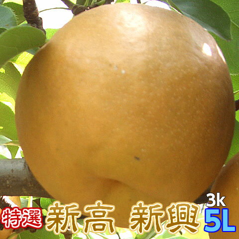 梨 新高 新興 ギフト なし 完熟 新高or新興梨 特選 5L以上 3kg箱 送料無料 贈答用 プレゼント 茨城県 和梨 大玉のサムネイル