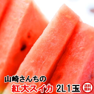 ̵   ե 祹 2Lʾ 1   ե롼   ľ watermelon