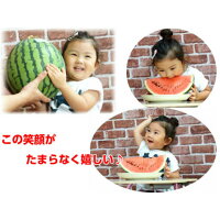 【紅大スイカ】甘いと大好評の生産者吉田さんに限定!シャリ感と甘さが特徴の大玉スイカ