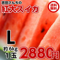【紅大スイカ】甘いと大好評の生産者吉田さんに限定!シャリ感と甘さが特徴の大玉スイカ