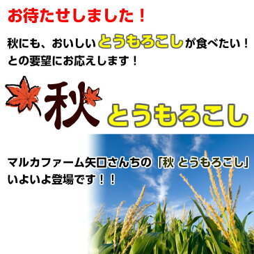 とうもろこし ゴールドラッシュ 送料無料 朝採り 秋 トウモロコシ (ゴールドラッシュ)2L350g以上10本 3.5kg以上 茨城 10月中下旬 朝採り当日産地直送 ギフト