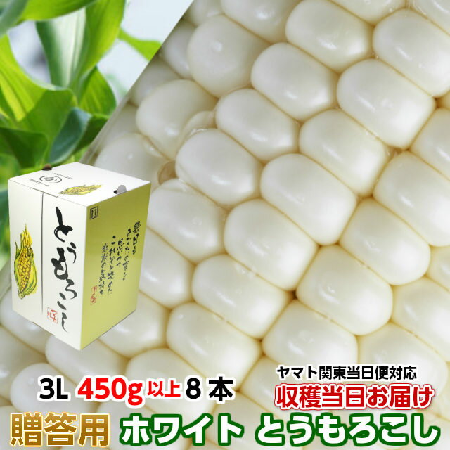 【6/4 20時～ 10％OFF】送料無料 ギフト とうもろこし トウモロコシ 雪の妖精 約3.6kg 3L 450g以上 8本 茨城県 朝採…