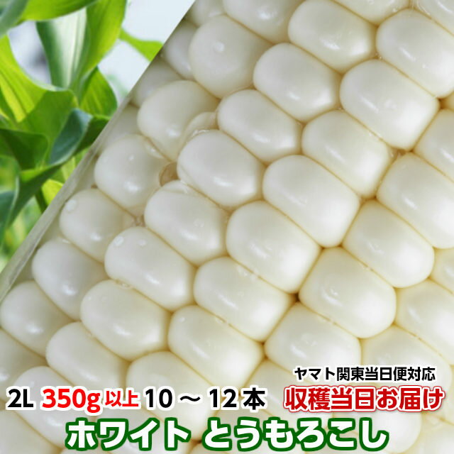 送料無料 とうもろこし トウモロコシ 雪の妖精 4kg箱 2L 350g以上 10〜12本 茨城県 産直 当日出荷 corn