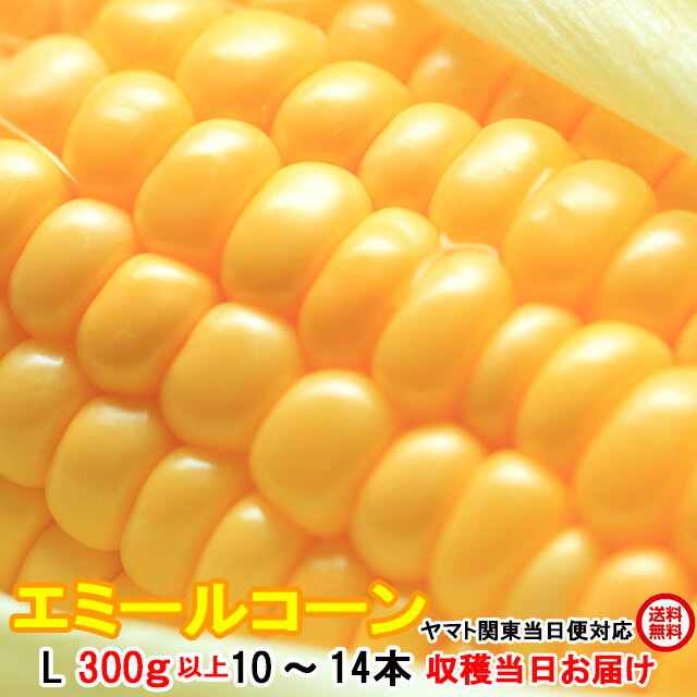 送料無料 とうもろこし 甘い トウモロコシ エミールコーン 4kg箱 2L 350g以上 10～12本 茨城県 産地直送 朝採り 朝どれ 当日出荷 お取り寄せ cornのサムネイル