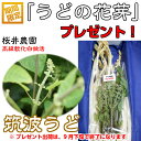 うど 桜井さんちの「柔らか 筑波 白うど」 2L2k箱 4〜...