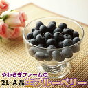 送料無料 ギフト 生 ブルーベリー 2L A品 800g (100g×8) 贈答用 茨城 産直 食物繊維 抗酸化作用 アントシアニン