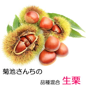 【9/4 20時～ 10％OFF】栗 茨城県 生栗 くり クリ 送料無料 菊池さんちの 無燻蒸 生栗 1kg箱 ギフト 筑波 丹沢 贈り物 贈答用 産地直送