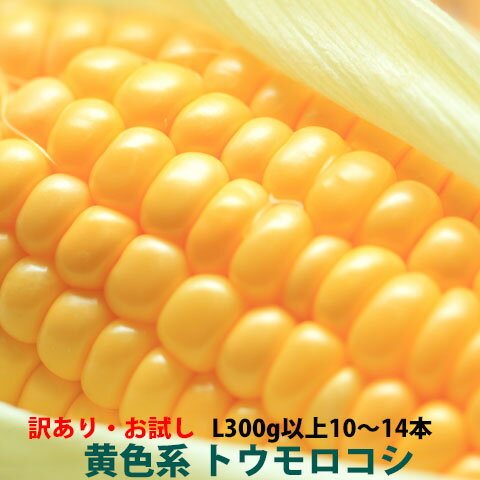 送料無料 訳あり お試し とうもろこし トウモロコシ 黄色系 4kg箱 2L 350g以上 10〜12本 茨城県 朝採り 当日出荷