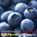 送料無料 ギフト 冷凍 ブルーベリー 1kg (500g×2) 贈答用 茨城県 産地直送 食物繊維  ...