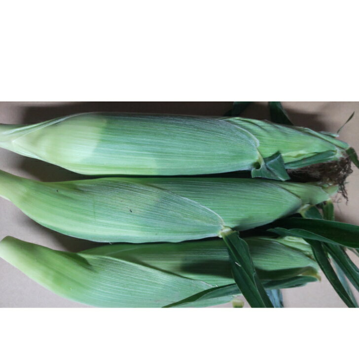 お試しセット　とうもろこし未来3本（長野県産）シャインマスカット山梨県産150g　クール便でお送りします。のサムネイル