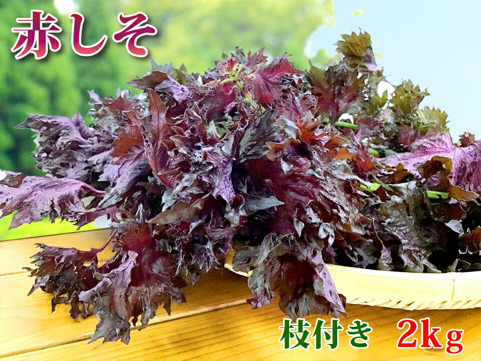 【数量限定再販】大分県産　赤しそ（赤紫蘇）　枝付き　2kg【送料無料】