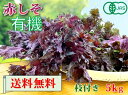 【期間限定販売】大分県産 有機 オーガニック 赤しそ(赤紫蘇) 枝付き 5kg【送料無料】