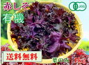 【期間限定販売】大分県産 有機 オーガニック 赤しそ(赤紫蘇)【送料無料】葉のみ1000g