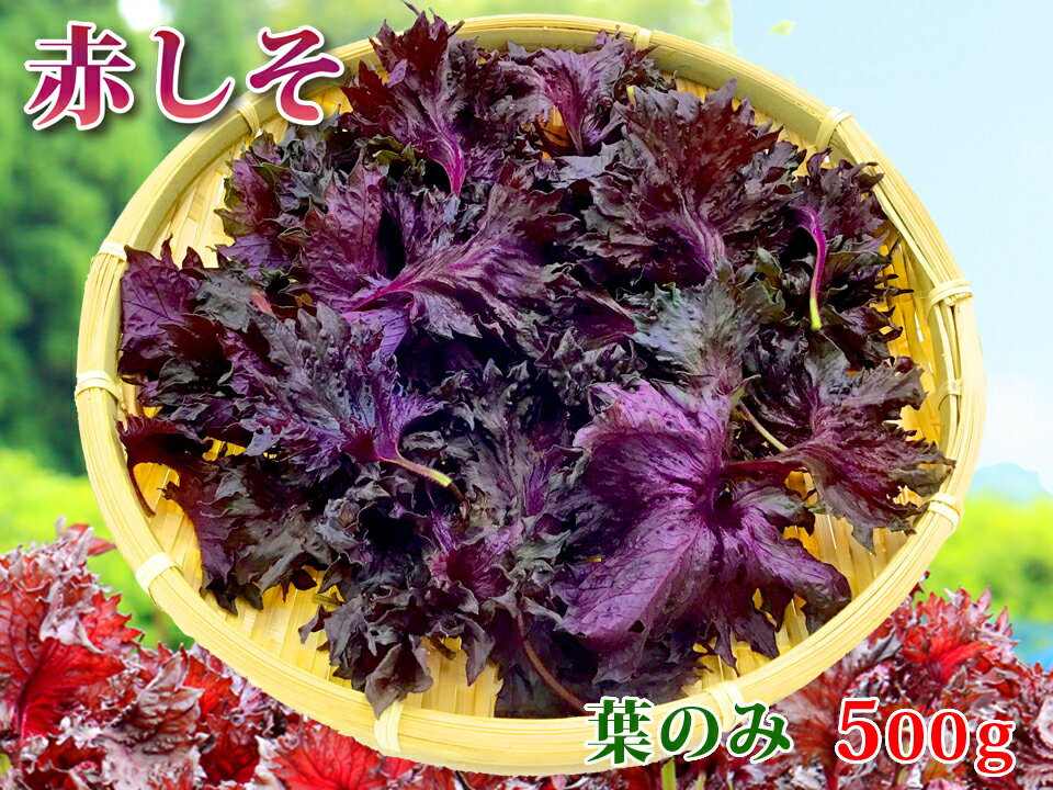 【期間限定販売】大分県産　赤しそ（赤紫蘇）葉のみ500g【送料無料】