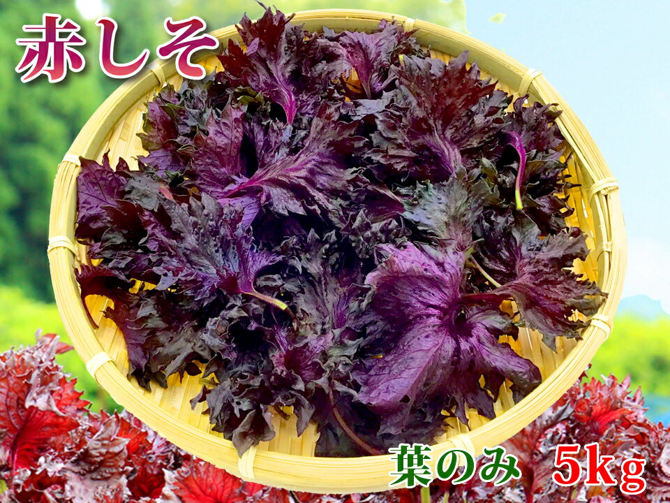 【期間限定販売】大分県産　赤しそ（赤紫蘇）【送料無料】葉のみ5000gのサムネイル