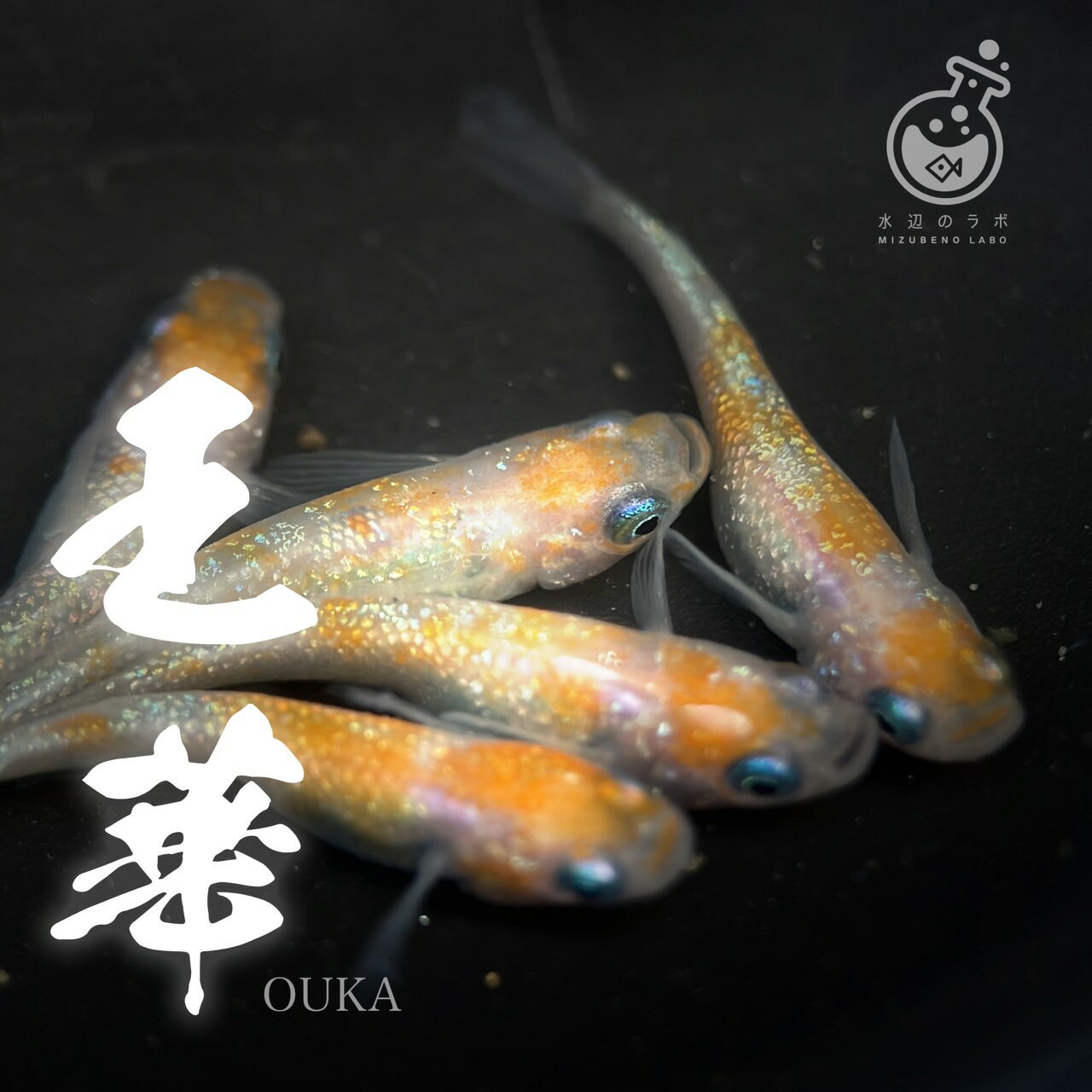 王華 成魚 1ペア オス1匹 メス1匹 メダカ 販売 生体 めだか 改良メダカ ラメ 紅白 生体 上見 観賞魚 初心者 品種 種類 セット 人気 ビオトープ 生体 観賞魚 販売 初心者 人気 水槽 飼育 セット 餌 容器 種類 ヒーター 室内 屋外 旧店舗名：おおいた水辺のラボ